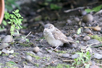 Garden birds