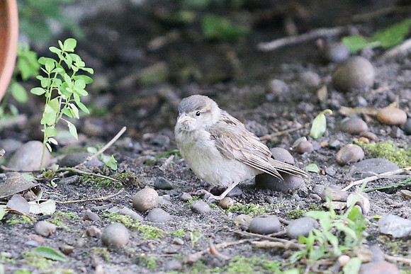 Garden birds