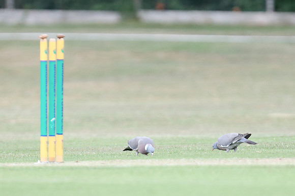 Bromley Town 1st XI v Beckenham CC 2nd XI - 27-06-26
