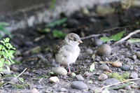 Garden birds
