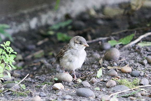 Garden birds