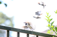 Garden birds