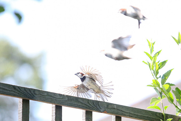 Garden birds