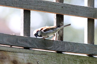 Garden birds