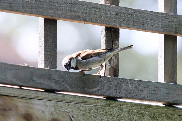 Garden birds