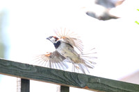 Garden birds