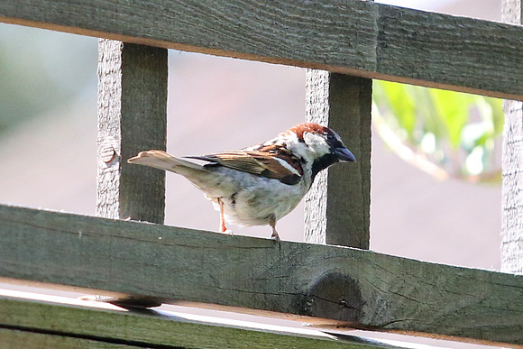 Garden birds