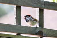 Garden birds